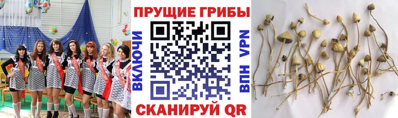 blacksprut ONION Белореченск Псилоцибиновые грибы мухоморы наркотики